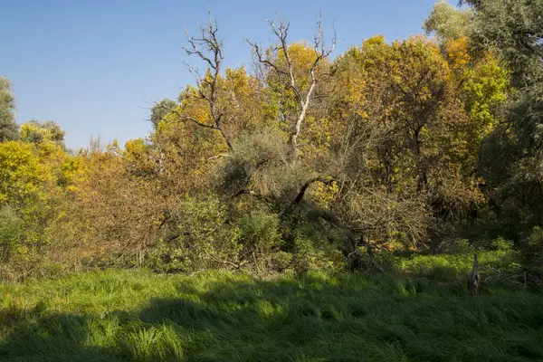 Macaristan 'daki Tisza nehri boyunca Martly yakınlarındaki su baskını ormanı