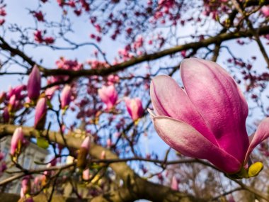 Mulan manolyası, sisentikal adı Magnolia liliflora. Szeged Belediye Binası yakınlarında.