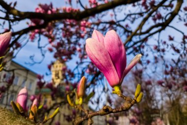 Mulan manolyası, sisentikal adı Magnolia liliflora. Szeged Belediye Binası yakınlarında.