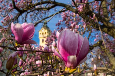 Mulan manolyası, sisentikal adı Magnolia liliflora. Szeged Belediye Binası yakınlarında.