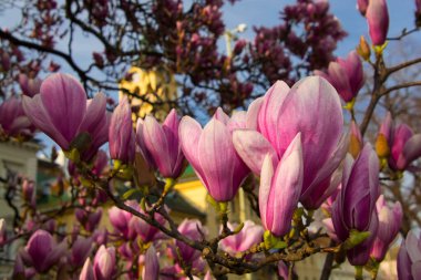 Mulan manolyası, sisentikal adı Magnolia liliflora. Szeged Belediye Binası yakınlarında.