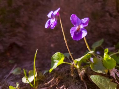 Ahşap menekşe, bilimsel adı Viola odorata.