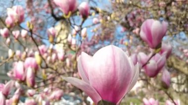 Mulan manolyası. Bilimsel adı Magnolia liliflora. Szeged Belediyesi yakınlarında.