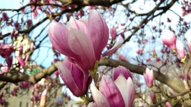Mulan manolyası. Bilimsel adı Magnolia liliflora. Szeged Belediyesi yakınlarında.