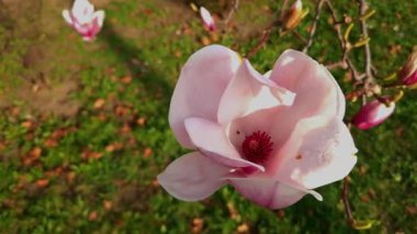 Mulan manolyası. Bilimsel adı Magnolia liliflora. Szeged Belediyesi yakınlarında.