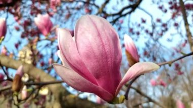 Mulan manolyası. Bilimsel adı Magnolia liliflora. Szeged Belediyesi yakınlarında.