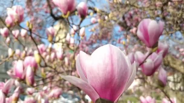 Mulan Magnolia Seu Nome Científico Magnolia Liliflora Perto Prefeitura Szeged — Vídeo de Stock