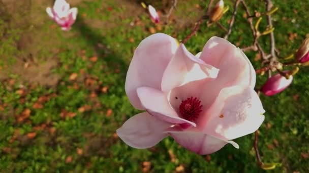 Mulan Magnolia Nombre Científico Magnolia Liliflora Cerca Del Ayuntamiento Szeged — Vídeos de Stock