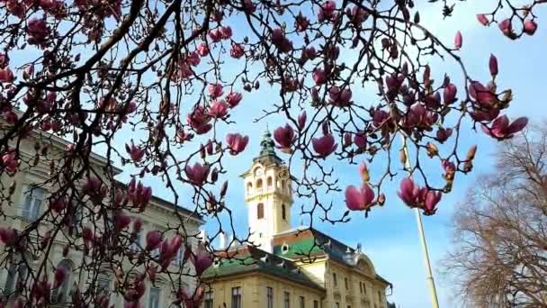 Mulan Magnolia Tudományos Neve Magnolia Liliflora Szegedi Városháza Közelében — Stock videók
