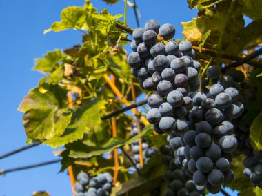 Ekim 'de bahçede Othello üzümleri.