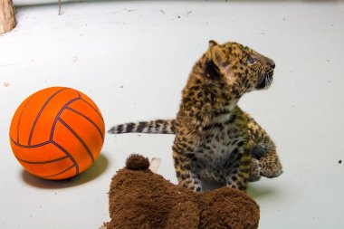 Kuzey Çin leopar yavrusu. Bilimsel adı Panthera pardus japonensis.