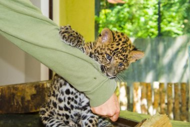 Kuzey Çin leopar yavrusu. Bilimsel adı Panthera pardus japonensis.