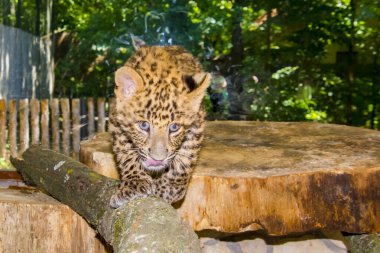 Kuzey Çin leopar yavrusu. Bilimsel adı Panthera pardus japonensis.