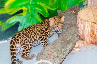 Kuzey Çin leopar yavrusu. Bilimsel adı Panthera pardus japonensis.