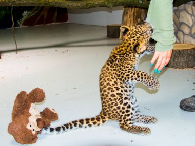 Kuzey Çin leopar yavrusu. Bilimsel adı Panthera pardus japonensis.