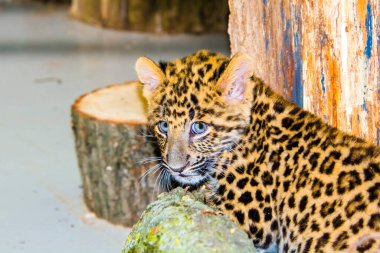 Kuzey Çin leopar yavrusu. Bilimsel adı Panthera pardus japonensis.