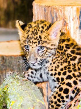 Kuzey Çin leopar yavrusu. Bilimsel adı Panthera pardus japonensis.