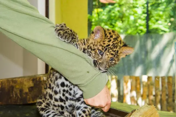 Kuzey Çin leopar yavrusu. Bilimsel adı Panthera pardus japonensis.