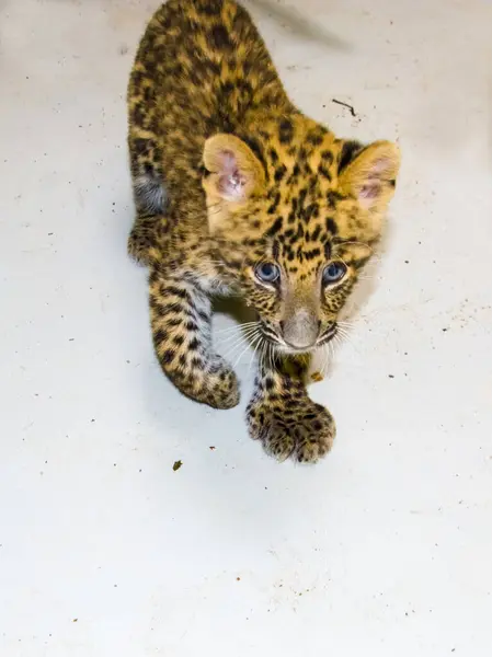 stock image North Chinese leopard cub, its scientific name is Panthera pardus japonensis