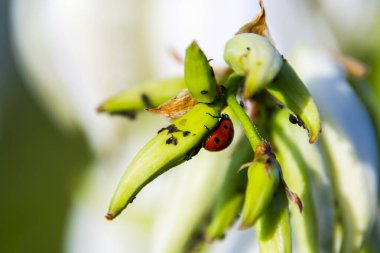 Uğur böcekleri ve yaprak bitleri dağlık Jucca 'da, Yucca görkemli