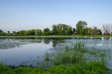 Macaristan, Tiszaalpar 'da durgun bir sahil.