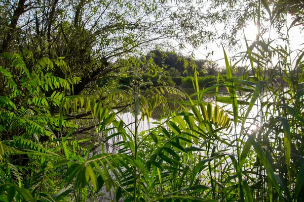 Macaristan, Tiszaalpar 'daki Tisza nehrinin durgun suları