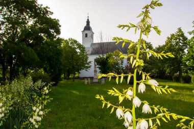 Dağlı Jucca, Yucca zaferi Tiszaalpar 'ın kilise tepesinde