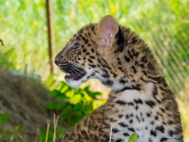 Kuzey Çin leopar yavrusu. Bilimsel adı Panthera pardus japonensis.