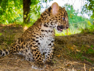 North Chinese leopard cub, its scientific name is Panthera pardus japonensis clipart