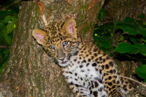 stock image North Chinese leopard cub, its scientific name is Panthera pardus japonensis