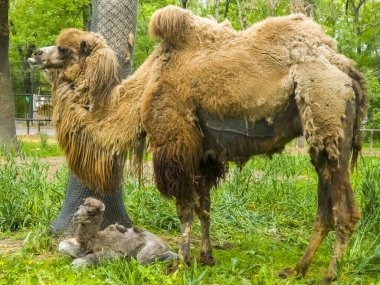 Bebekli Bactrian deve annesi, bilimsel adı Camelus bactrianus.