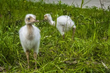 Greater rhea albino chicks, their scientific name is Rhea americana clipart