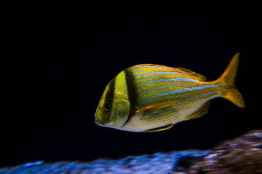 Porkfish, its scientific name is Anisotremus virginicus clipart