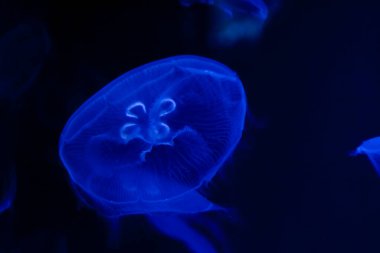 Ay denizanası Hawaii, Bilimsel adı Aurelia aurita