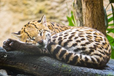 Ocelot, bilimsel adı Leopardus Pardalis.