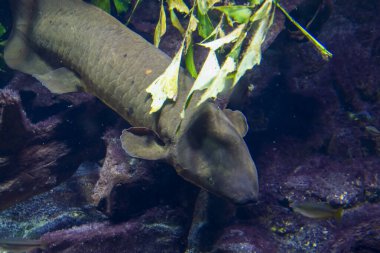 Australian lungfish, its scientific name is Neoceratodus forsteri clipart