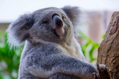 Koala ayısının bilimsel adı Phascolarctos cinereus.