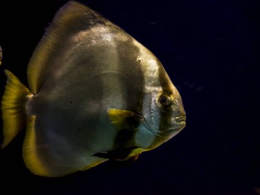 Orbiküler yarasa balığı, bilimsel adı Platax orbicularis