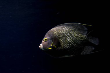 Fransız melek balığı, bilimsel adı Pomacanthus paru
