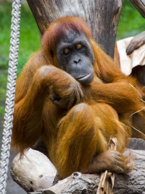 Sumatra orangutanları dinleniyor. Bilimsel adı Pongo abelii.