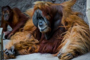 Sumatra orangutanı iri erkek, bilimsel adı Pongo abelii.