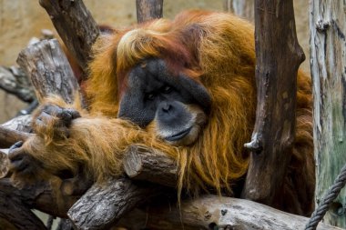 Sumatra orangutanı iri erkek, bilimsel adı Pongo abelii.