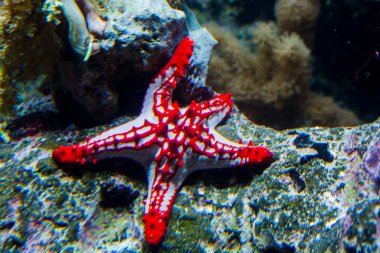 Red knob sea star, its scientific name is Protoreaster linckii clipart