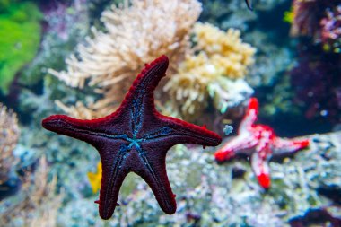 Kızıl topuzlu deniz yıldızı. Bilimsel adı Protoreaster Iinckii.