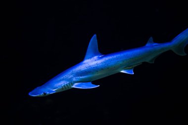 Bonnethead köpekbalığı, bilimsel adı Sphyrna tiburo