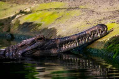 Sunda Ganj timsahı, bilimsel adı Tomistoma schlegelii