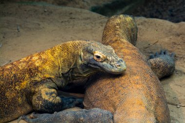 Komodo ejderhası, bilimsel adı Varanus komodoensis.