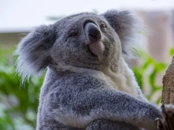 Koala bear, its scientific name is Phascolarctos cinereus