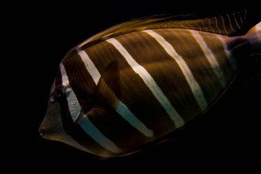 Sailfin tang, bilimsel adı Zebrasoma veliferum.