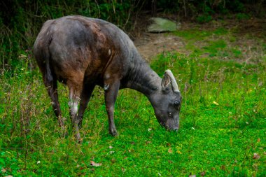 Lowland anoa, bilimsel adı Bubalus depresisicornis.